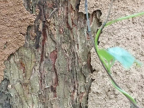 白蚁的危害，白蚁预防的重要性