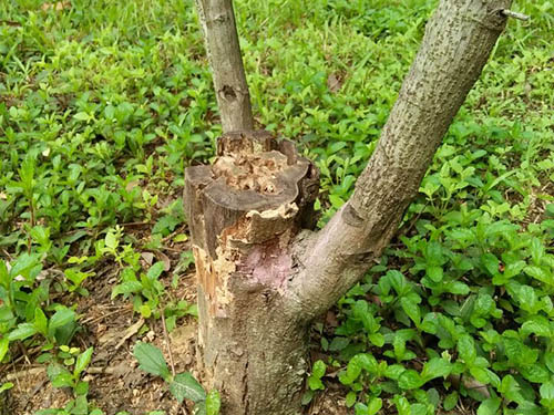 迎宾馆白蚁防治工程